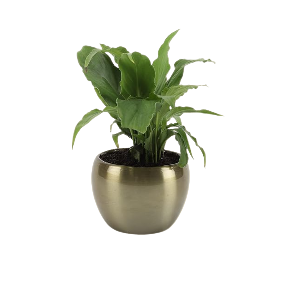 Potted plant in a metallic pot on a beige background