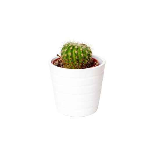 Small cactus in a white pot on a light yellow background